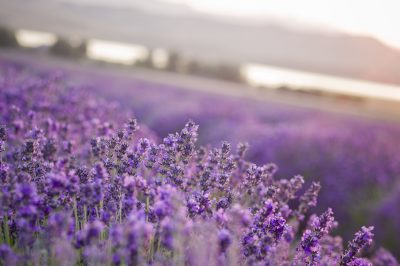 young-living-lavendel